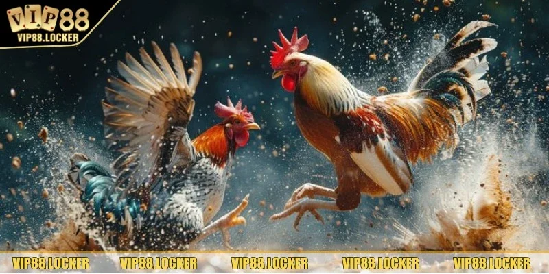 Giới thiệu về game đá gà trực tuyến tại nền tảng