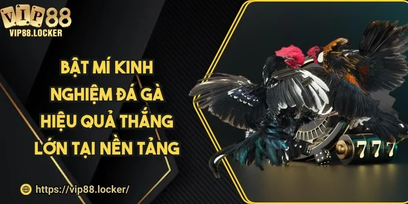 Bật mí kinh nghiệm đá gà hiệu quả thắng lớn tại nền tảng